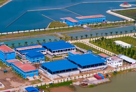 DUONG RIVER SURFACE WATERPLANT